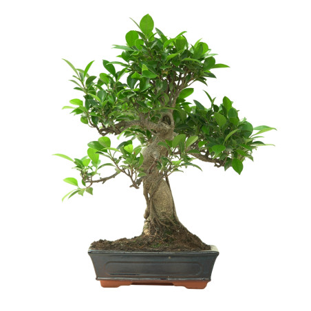 FICUS RETUSA 16634