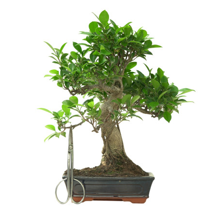 FICUS RETUSA 16634
