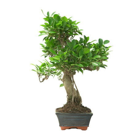 FICUS RETUSA 16634