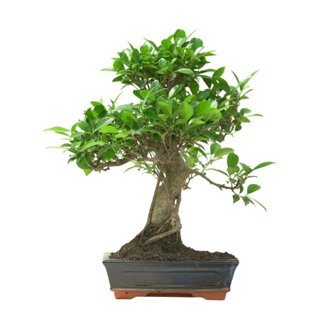 FICUS RETUSA 16634