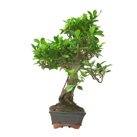 FICUS RETUSA 16634