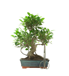 FICUS RETUSA 16635