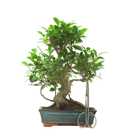 FICUS RETUSA 16635
