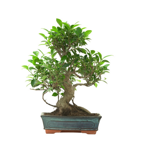 FICUS RETUSA 16635