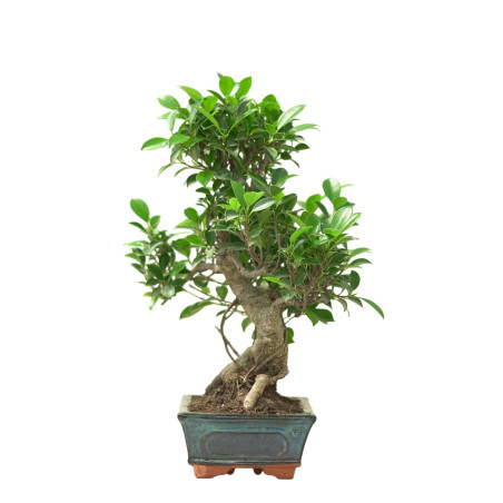 FICUS RETUSA 16635