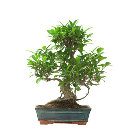 FICUS RETUSA 16635