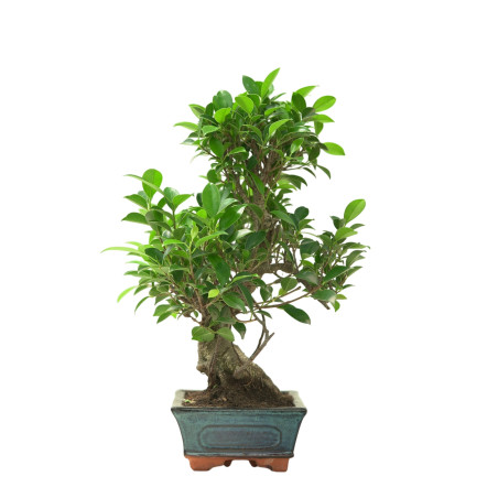 FICUS RETUSA 16635
