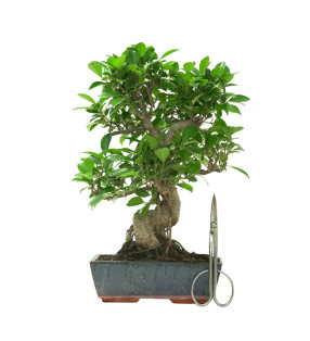 FICUS RETUSA 16636