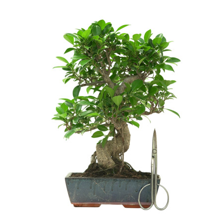 FICUS RETUSA 16636