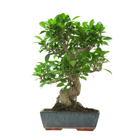 FICUS RETUSA 16636
