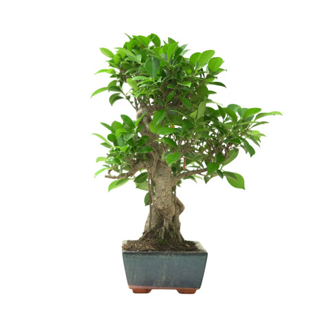 FICUS RETUSA 16636