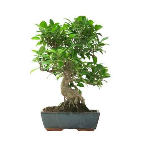 FICUS RETUSA 16636