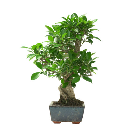 FICUS RETUSA 16636