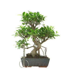 FICUS RETUSA 16637