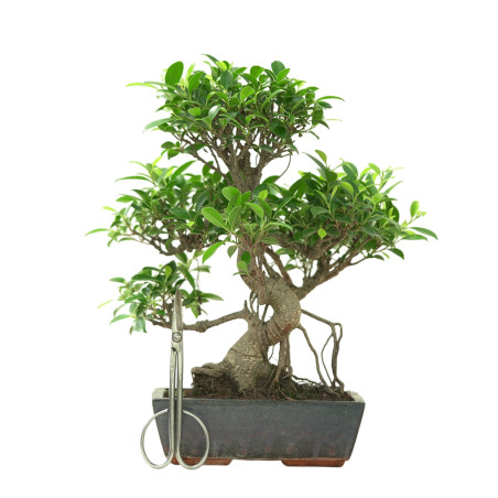 FICUS RETUSA 16637