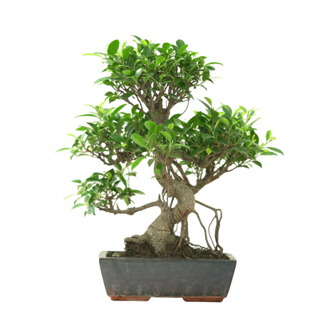 FICUS RETUSA 16637