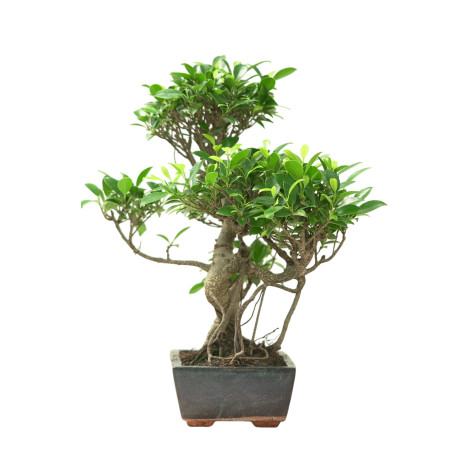 FICUS RETUSA 16637