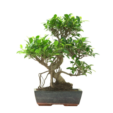 FICUS RETUSA 16637