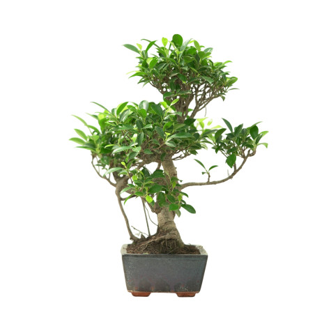 FICUS RETUSA 16637