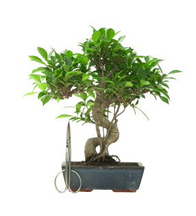 FICUS RETUSA 16638