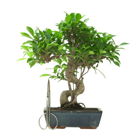FICUS RETUSA 16638