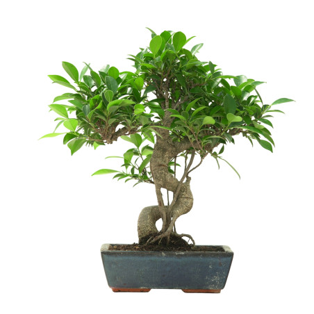 FICUS RETUSA 16638