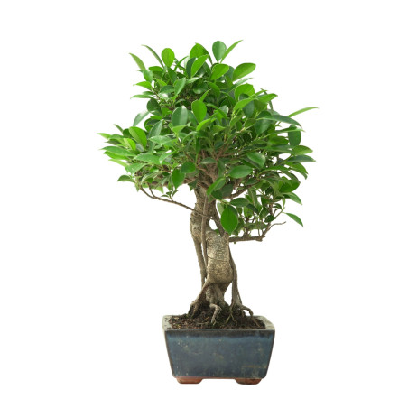 FICUS RETUSA 16638