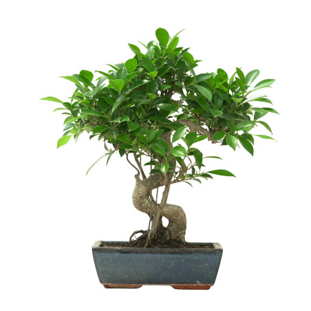 FICUS RETUSA 16638