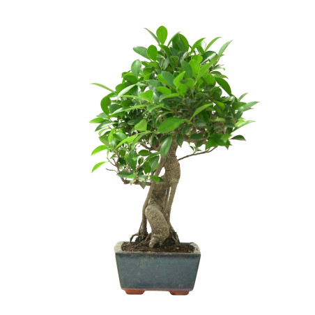 FICUS RETUSA 16638