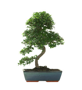 ULMUS PARVIFOLIA 16639