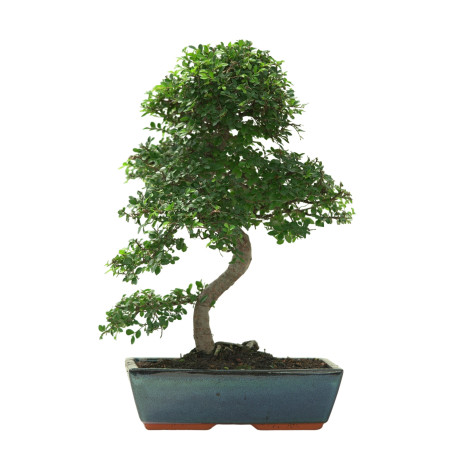 ULMUS PARVIFOLIA 16639
