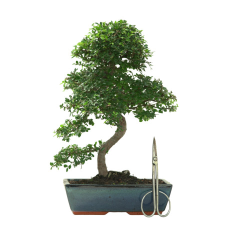 ULMUS PARVIFOLIA 16639