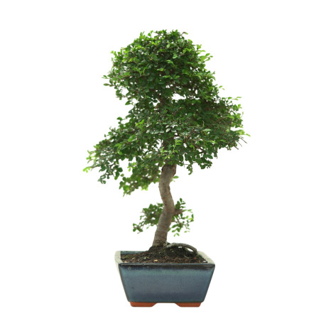 ULMUS PARVIFOLIA 16639