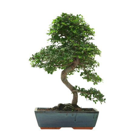 ULMUS PARVIFOLIA 16639