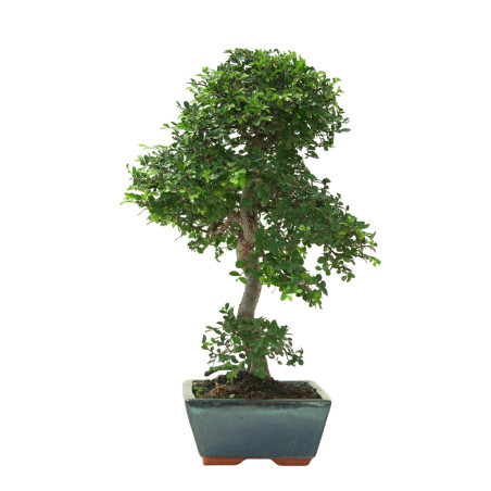 ULMUS PARVIFOLIA 16639