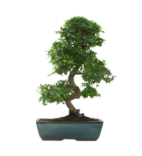 ULMUS PARVIFOLIA 16641