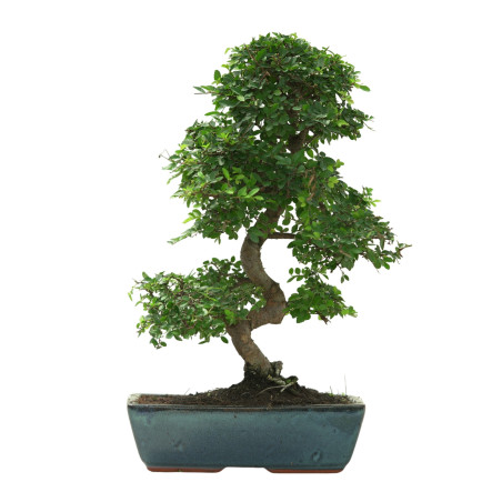 ULMUS PARVIFOLIA 16641