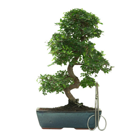 ULMUS PARVIFOLIA 16641
