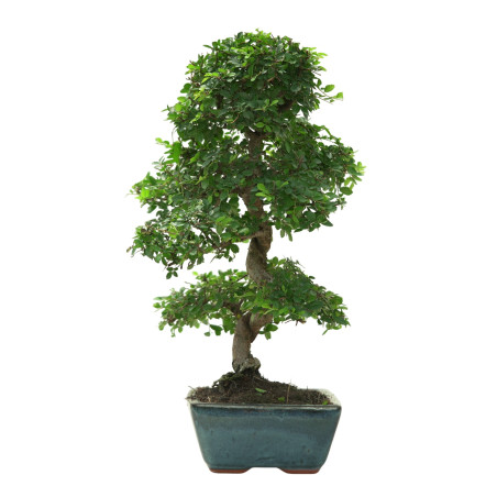 ULMUS PARVIFOLIA 16641