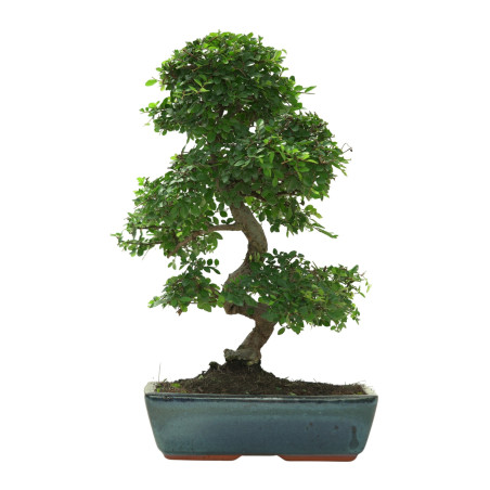 ULMUS PARVIFOLIA 16641
