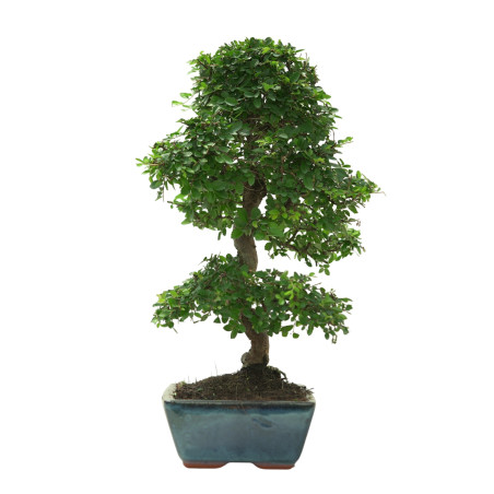 ULMUS PARVIFOLIA 16641
