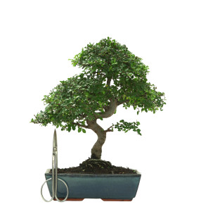 ULMUS PARVIFOLIA 16642