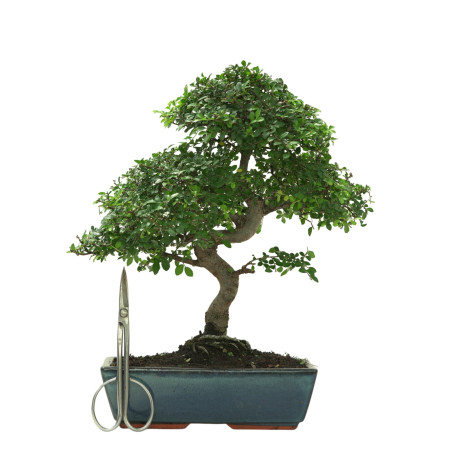 ULMUS PARVIFOLIA 16642