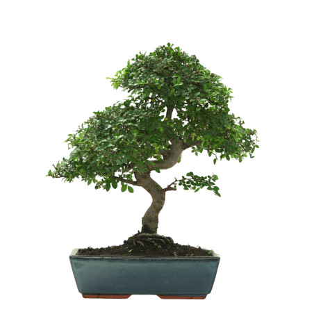 ULMUS PARVIFOLIA 16642