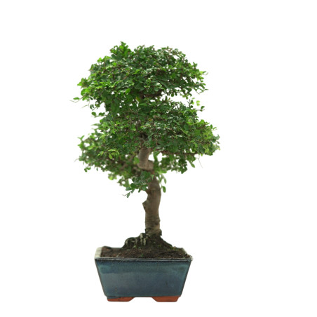 ULMUS PARVIFOLIA 16642