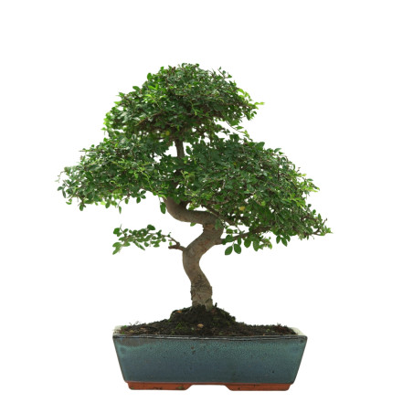 ULMUS PARVIFOLIA 16642