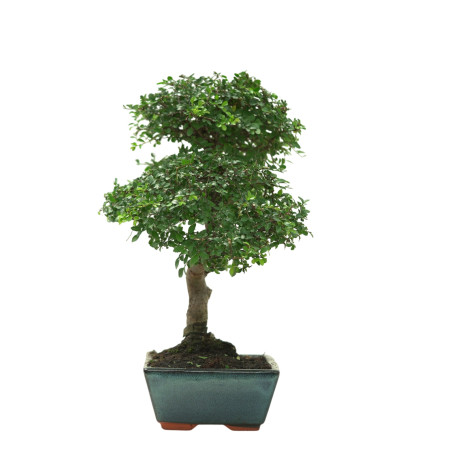 ULMUS PARVIFOLIA 16642