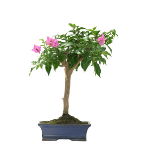 BOUGAINVILLEA 16643