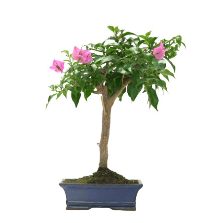 BOUGAINVILLEA 16643