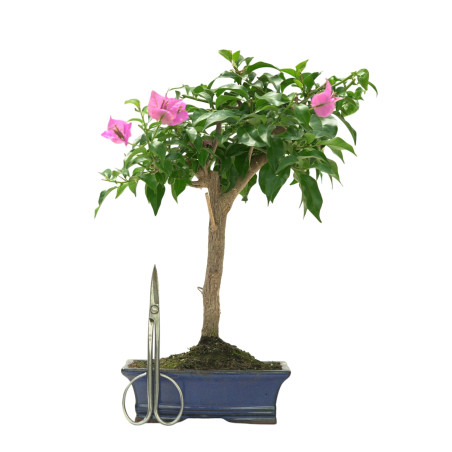 BOUGAINVILLEA 16643